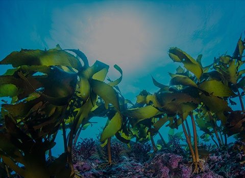 Product Raw Material