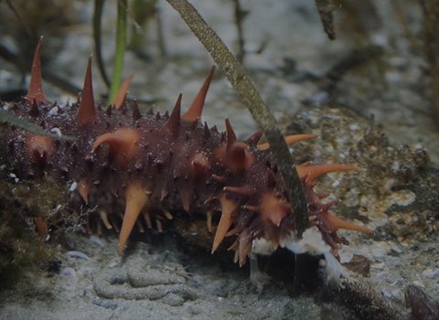 The Sea Cucumber Feed