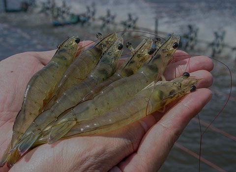 Shrimp Feed