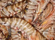 Feed selection and scientific feeding method of Penaeus vannamei